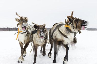 reindeer sleigh clipart