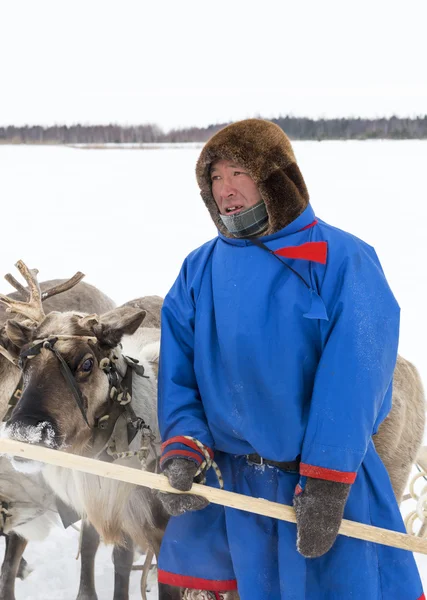 Nenets con cervi — Foto Stock