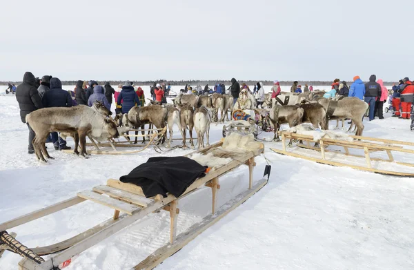 Nenets no festival nacional "Day Reindeer Herders 'on the Yamal — Fotografia de Stock