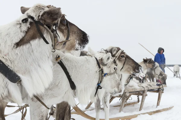 Squadra di cervi del nord — Foto Stock