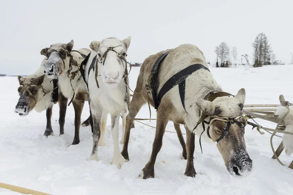 Squadra di cervi del nord — Foto Stock