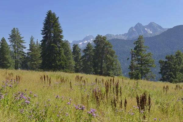 Güzel vadi ve Kafkas Dağları doruklarına