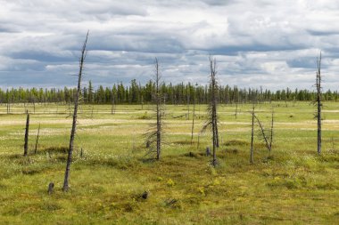 Çiçek açan pamuk çim manzara