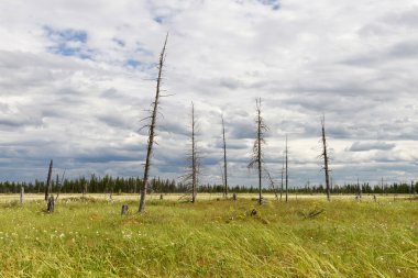 Çiçek açan pamuk çim manzara
