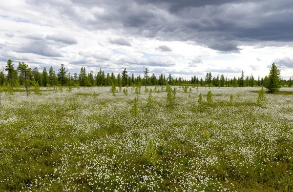 Paisaje con hierba de algodón floreciente — Foto de Stock
