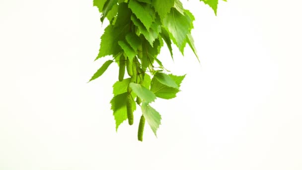 Birch branch swaying. Isolated on white. HD 1080. — Stock Video