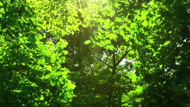 Sunshine door de bomen. Cottonwood pluis vliegen. — Stockvideo