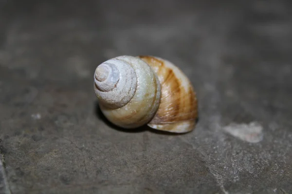 Close Shot Muszli Ślimaka Podłodze Streszczenie — Zdjęcie stockowe