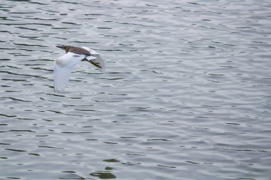 Su yüzeyinde uçan bir balıkçıl - özgürlük kavramı.
