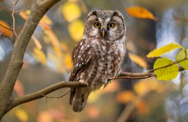 boreal owl in autumn leaves clipart