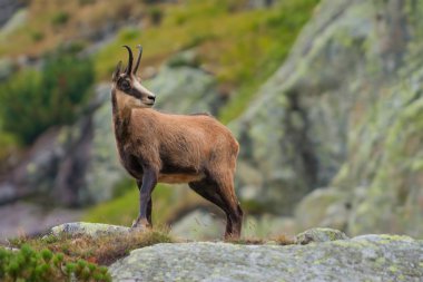 Chamois dağlarda