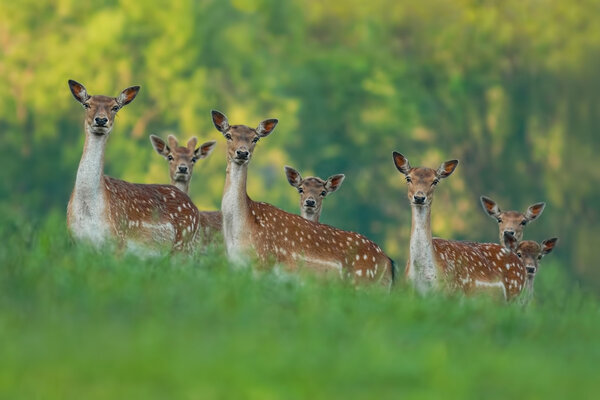 fallow deer family - doe mothers and fawn babies