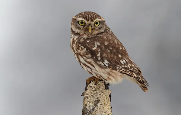 Little owl in winter — Stock Photo, Image