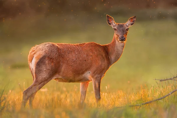 Golden sunset ışık kırmızı doe — Stok fotoğraf