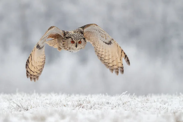 在雪中飞猫头鹰 图库图片