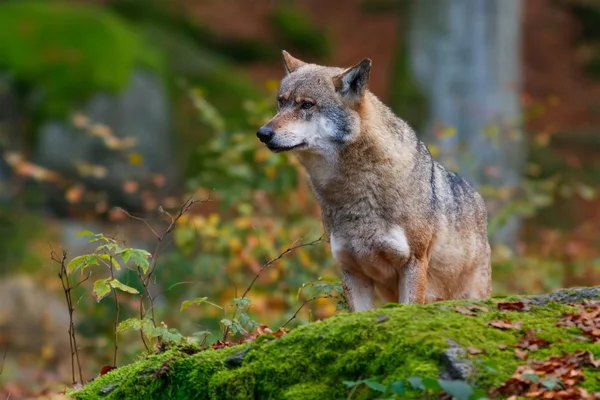 森林里的狼 免版税图库照片