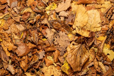 Kahverengi renkleri gösteren sonbahar yaprakları yığını