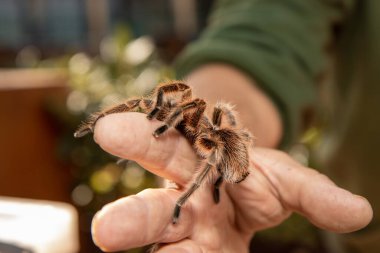 Erkek elinin üzerinde sürünen bir örümcek tarantulası.