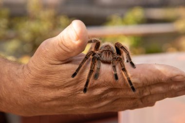 Erkek elinin üzerinde sürünen bir örümcek tarantulası.