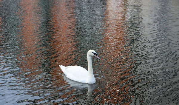 Beau Cygne Blanc Dans Une Rivière Par Une Journée Ensoleillée — Photo