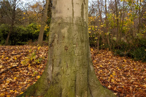秋天的一棵经典的英国橡树 — 图库照片
