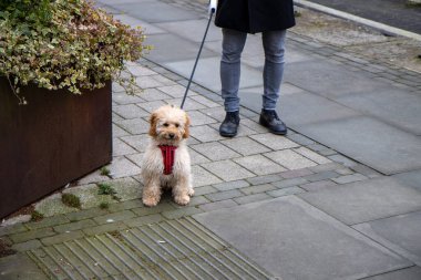 Bir adam tarafından yürüyüşe çıkarılan çok tatlı kahverengi bir köpek.