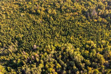 Sonbahar zamanı Kanada 'da ağaçlardan oluşan bir ormanın havadan çekilmiş fotoğrafı Kanada' nın sonbaharda ağaçların tepelerinin insansız hava aracı görüntülerini gösteriyor.