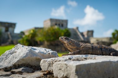 Tulum, Maya harabelerini