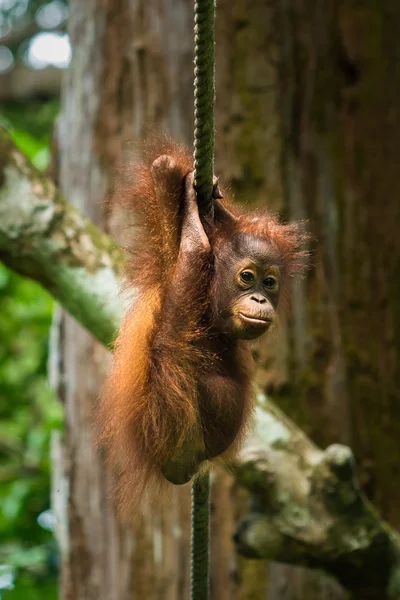 Орангутанг в Малайзії — стокове фото