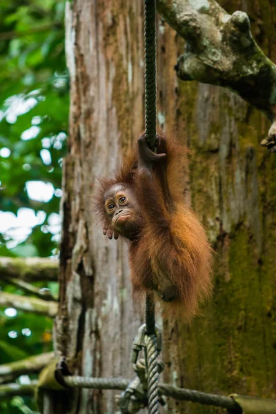 Orangutan in Malesia — Foto Stock