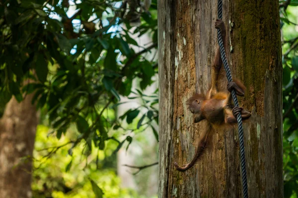 Orangután-ban Malaysia — Stock Fotó