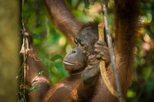 Orangutan in Malesia — Foto Stock