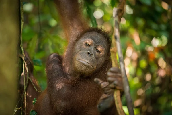 Орангутанг в Малайзії — стокове фото
