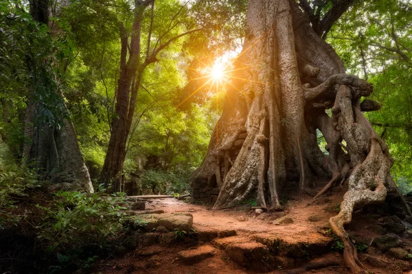 Nas selvas do Camboja — Fotografia de Stock