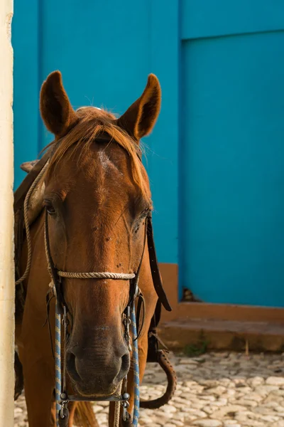 Koń na Kubie — Zdjęcie stockowe