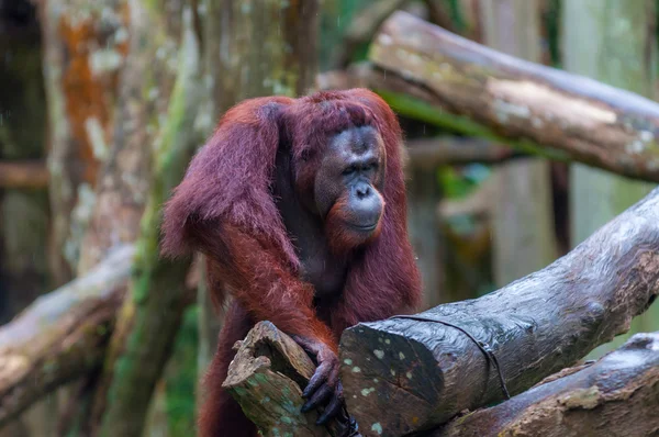 Orangutan boreano — Foto Stock