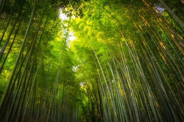 Arashiyama Bamboo Grove clipart