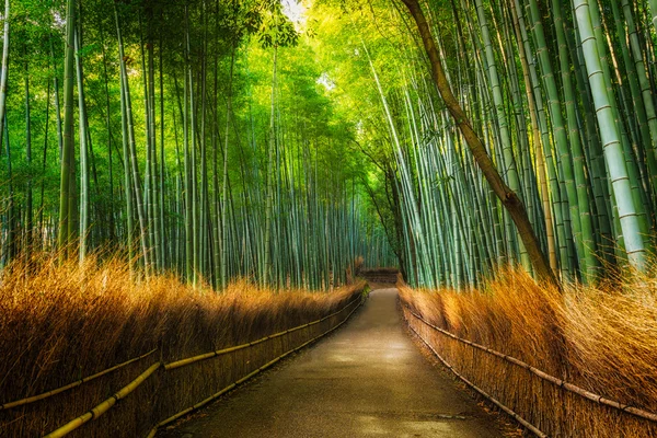 Arashiyama bambusový háj — Stock fotografie