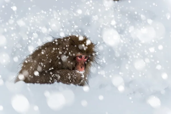 Macaco da neve — Fotografia de Stock