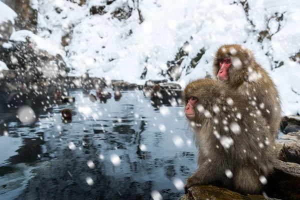 Mono de nieve — Foto de Stock