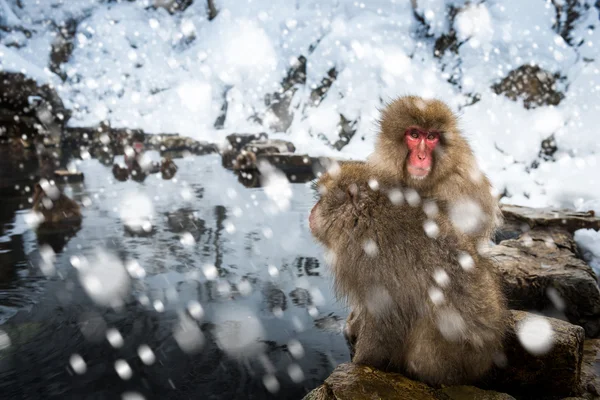 Schneeaffe — Stockfoto