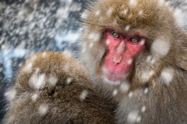 Snow Monkeys — Stock Photo, Image