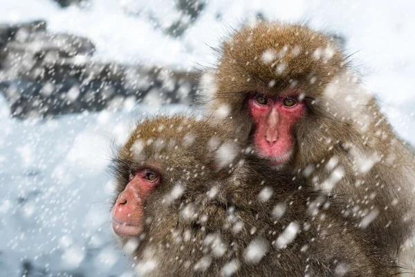 Snow Monkeys — Stock Photo, Image