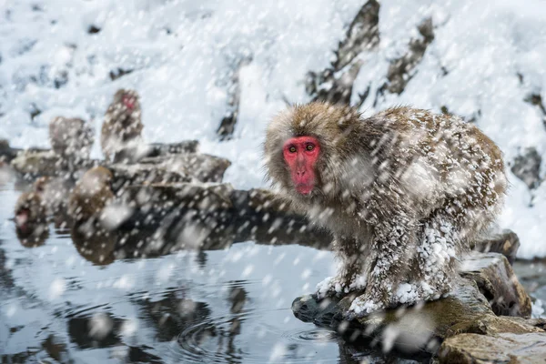 Snow Monkey — Stock Photo, Image