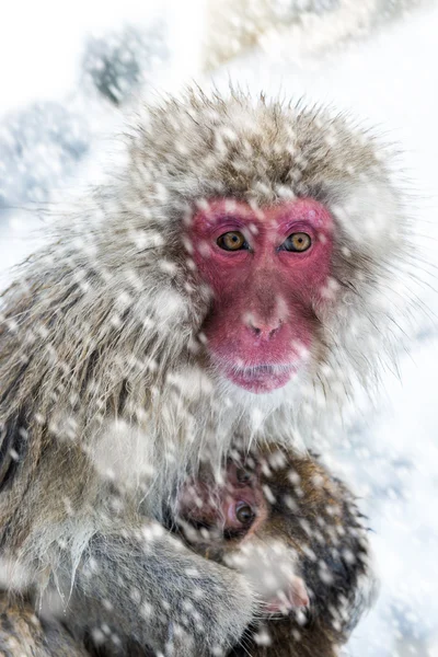 雪猿 — ストック写真