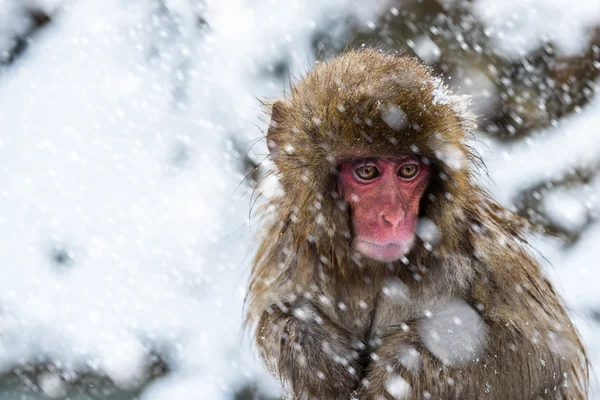 Schneeaffe — Stockfoto