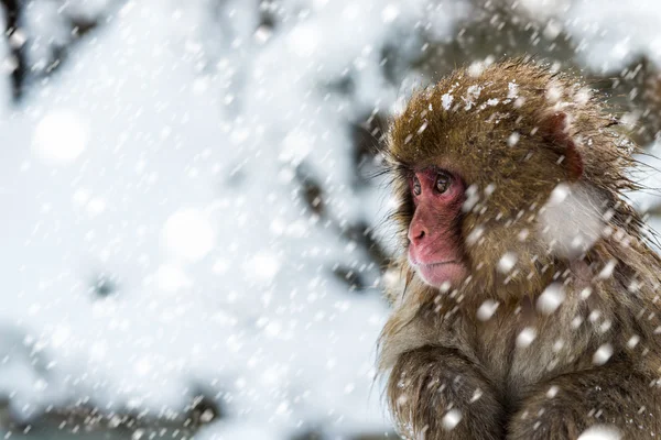 雪猴 — 图库照片