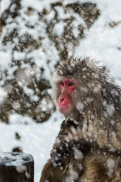 Snow Monkey — Stock Photo, Image