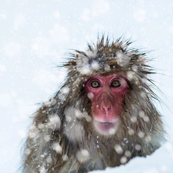 雪猿 — ストック写真