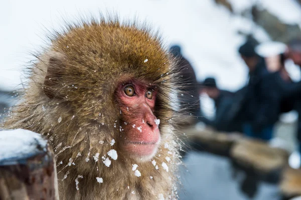 Snow Monkey — Stock Photo, Image